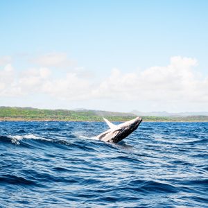 Samaná: Naturaleza en Estado Puro