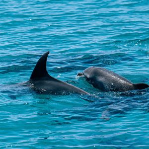 Encuentro con Delfines